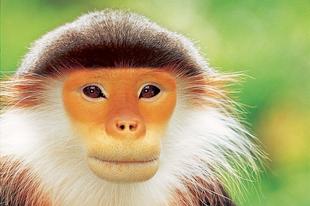 Tarka karcsúmajom, a világ legszebb majma.