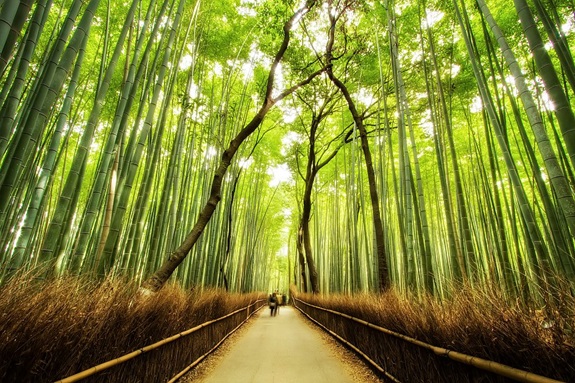 bambuszerdo_6.jpg