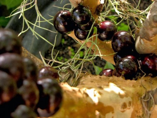 jaboticaba_11.jpg