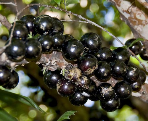 jaboticaba_17.jpg