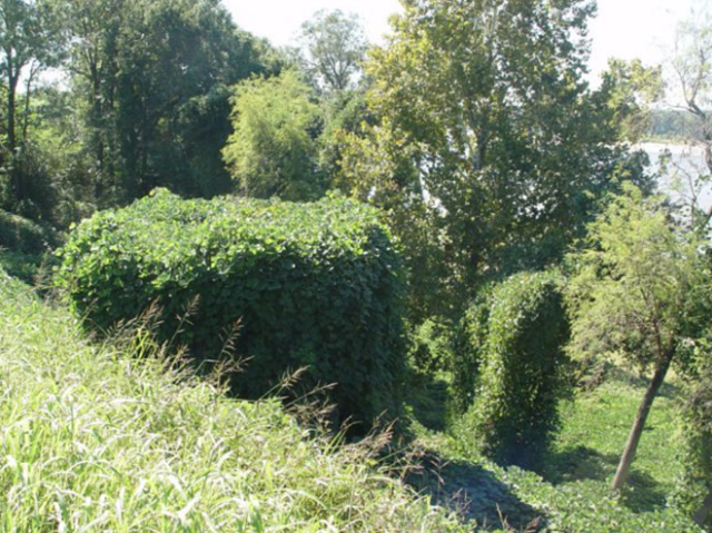 kudzu_noveny7.png