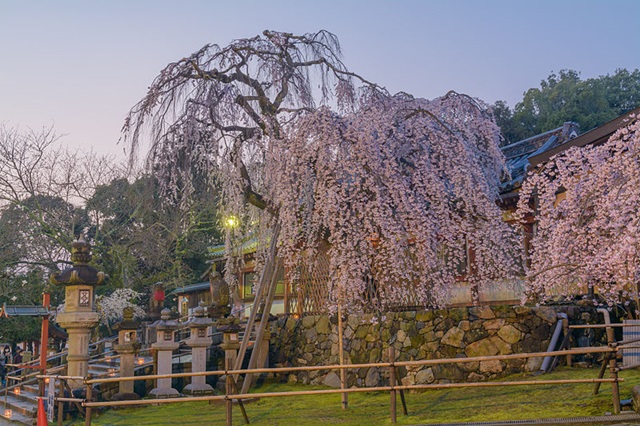 nara_park12.JPG