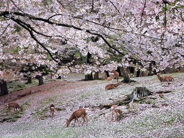 nara_park22.jpg