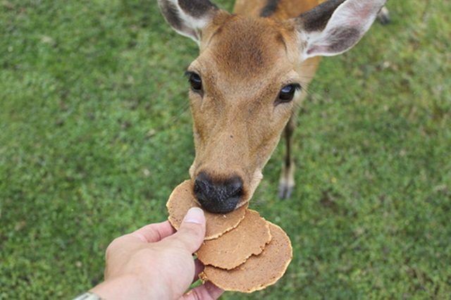 nara_park32.jpg