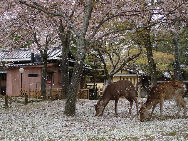 nara_park5.jpg