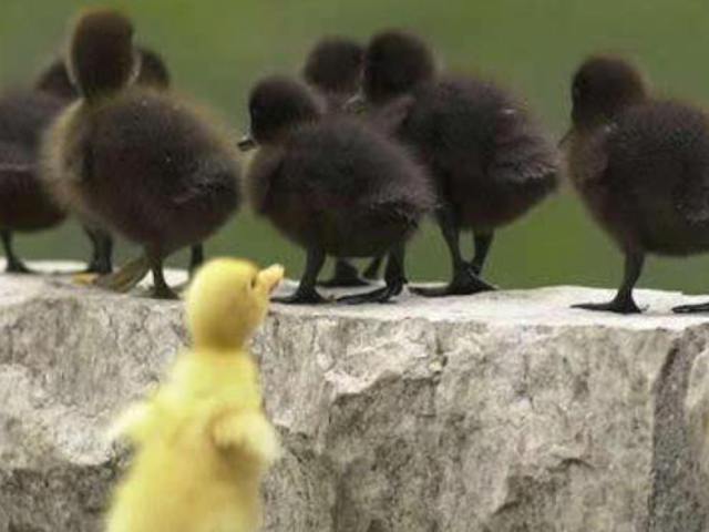 A migráció szociálpszichológiai jelenségei