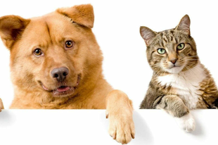 Kutya és cica a lelki egészségért