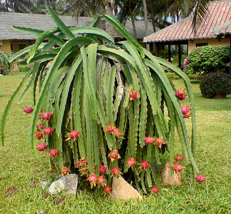 dragonfruit_tree.jpg