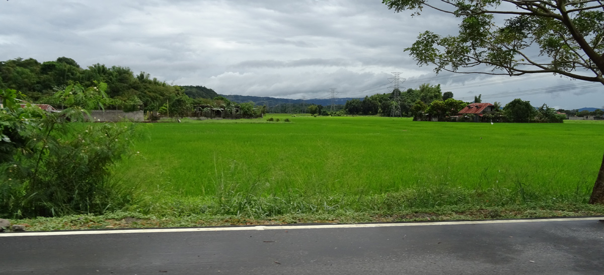 Zöldellő rizsföld.