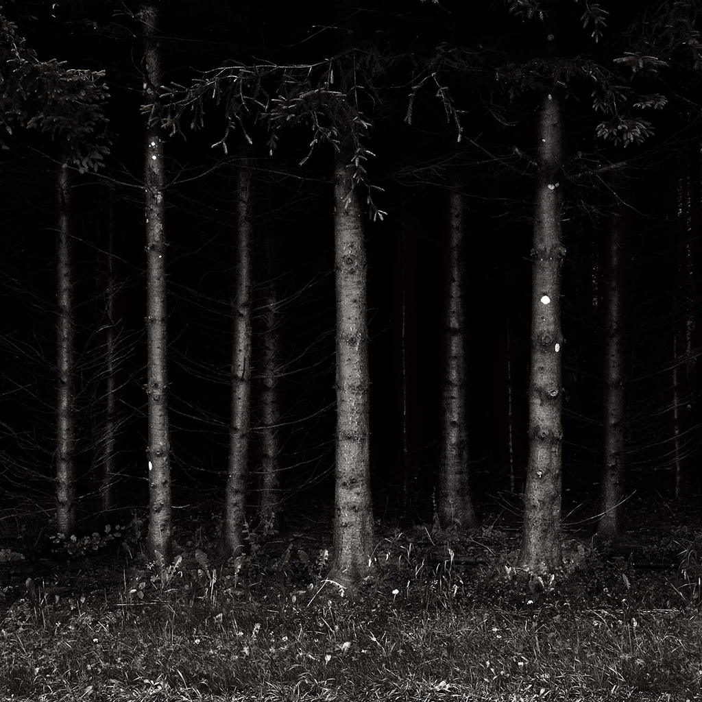 forest.jpg
