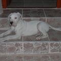 Ovis lettem:)