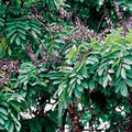 Wengé – az egyik legsötétebb fa