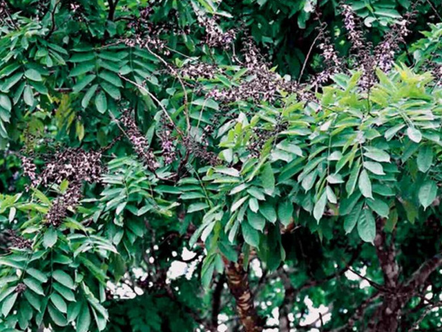 Wengé – az egyik legsötétebb fa