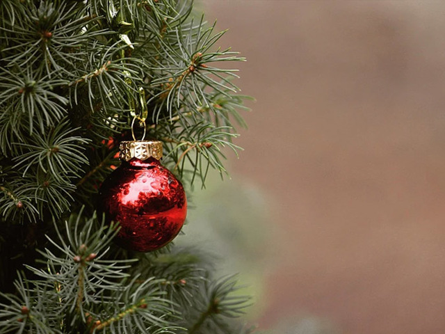 Nincs karácsony…karácsonyfa nélkül