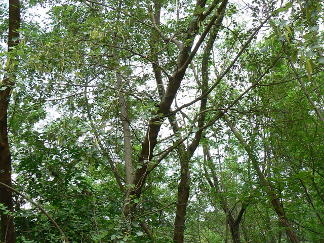 Paliszander – a világ egyik legdrágább fája