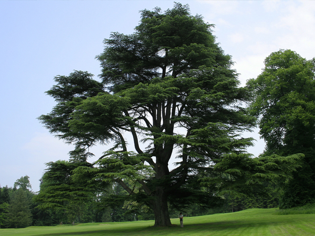 A Föld talán legmegbecsültebb fája – a cédrus