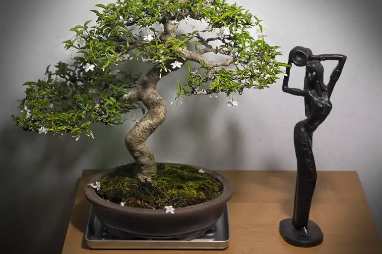 japandi-bonsai.webp