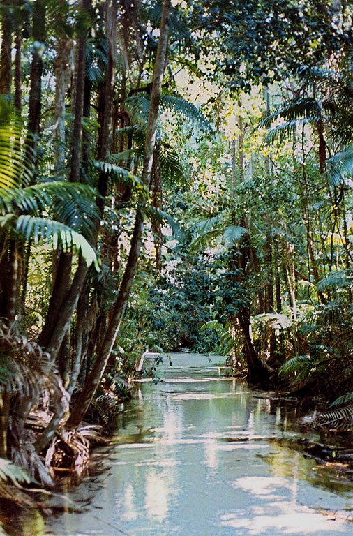 wanggoolba-creek---fraser-i.jpg