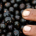 Az acai berry tápértéke - antioxidánsok és szabad gyökök