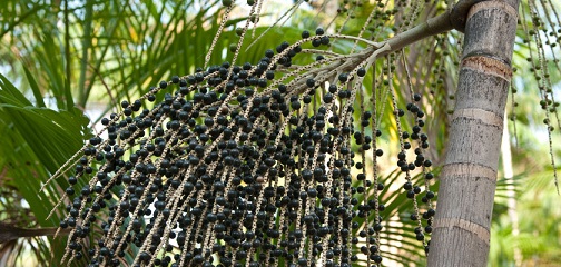 acai-berry-palm.jpg