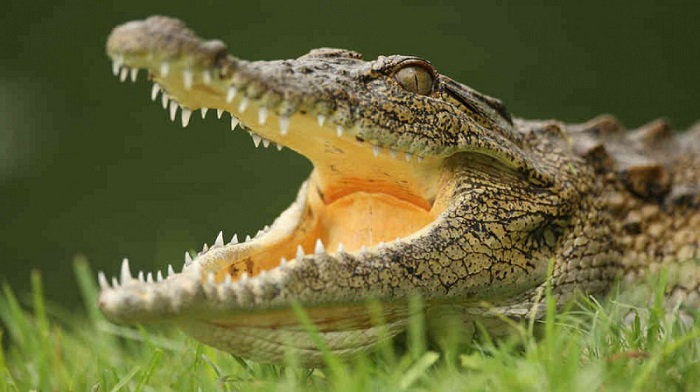 aligator.jpg