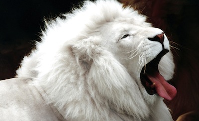 white_lion.jpg