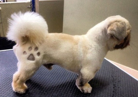 dog-tattoos.jpg