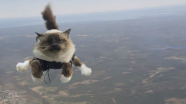 skydivingcat-screen.jpg