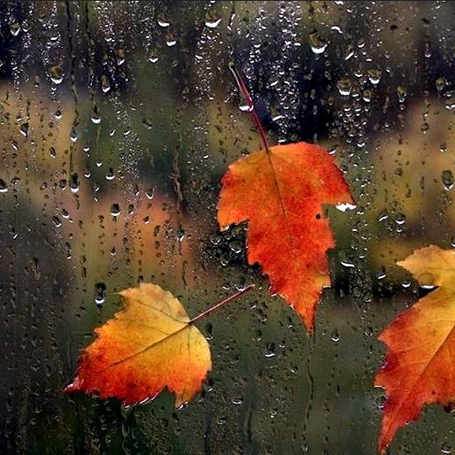 natural-autumn-rain.jpg