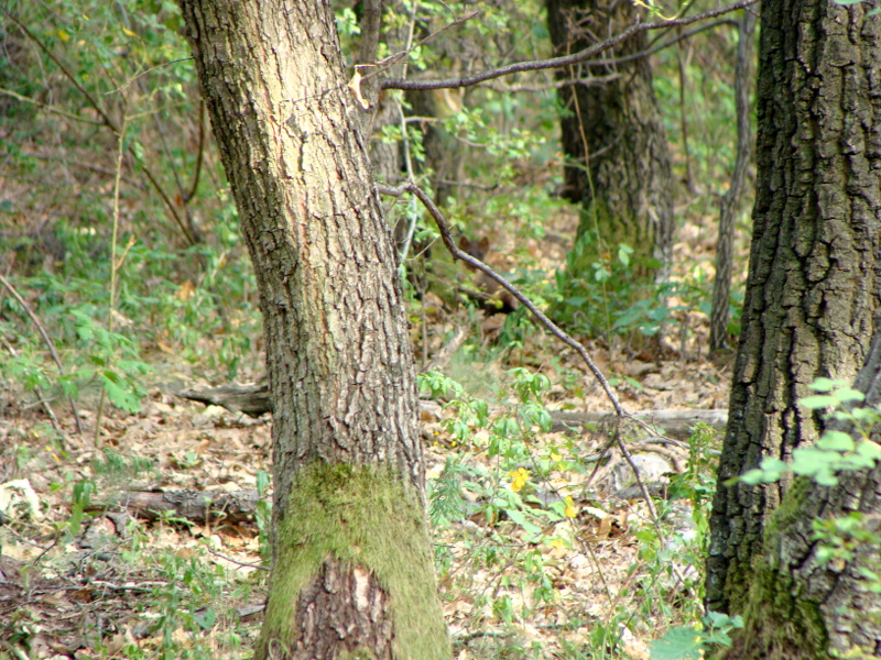 DSC02248.JPG