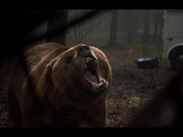 trailer + poszter: grizzly (2014)
