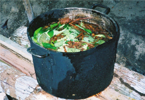 ayahuasca.jpg