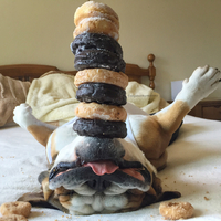 Chunky - az étel egyensúlyozó csoda bulldog