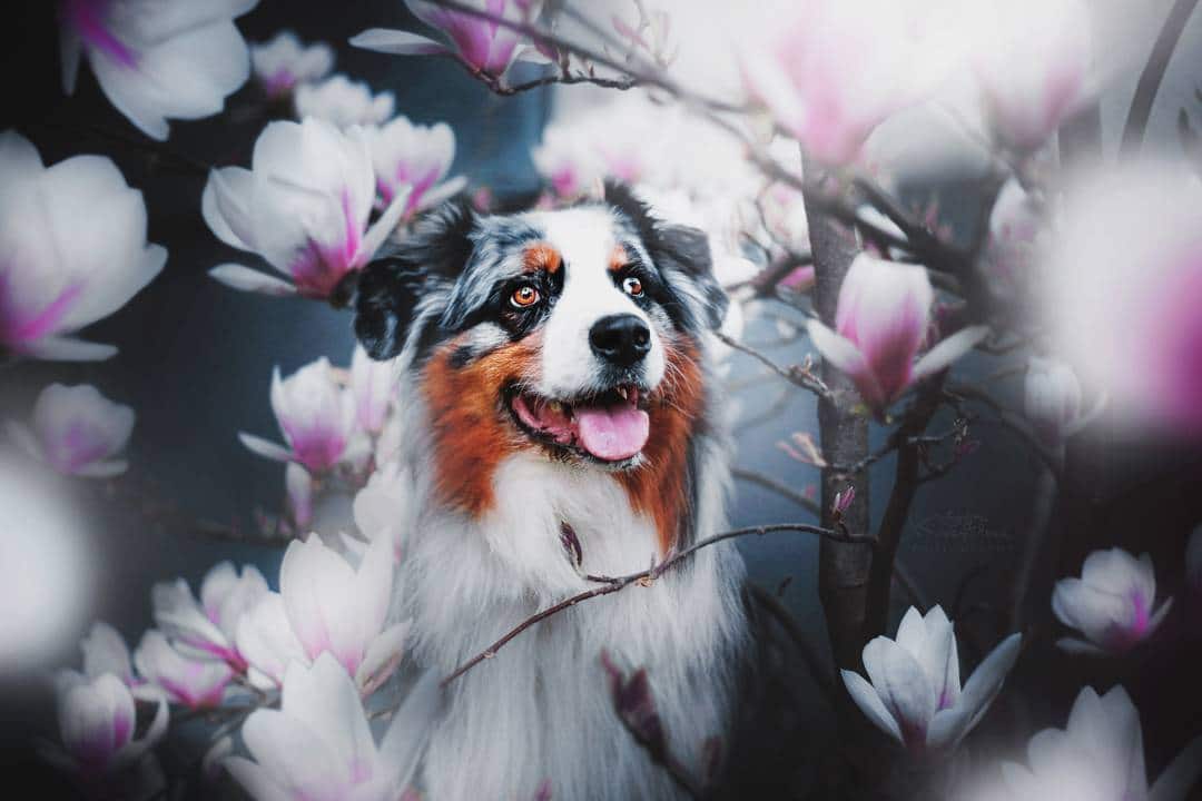 dog-portraits-kristyna-kvapilova-2.jpg