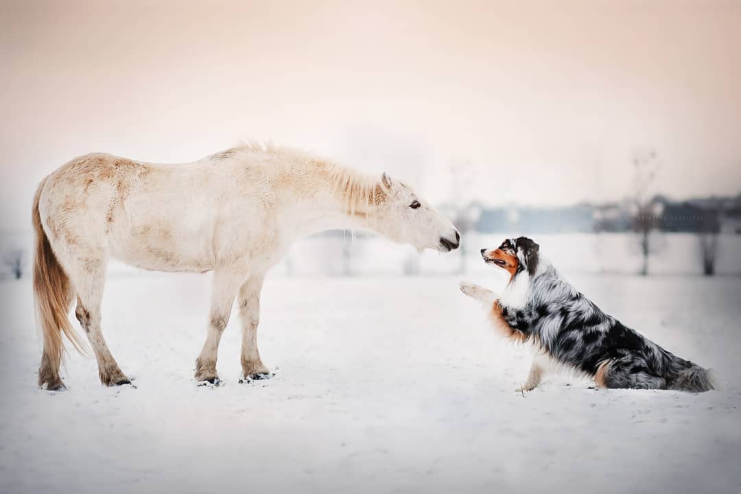 dog-portraits-kristyna-kvapilova-9.jpg