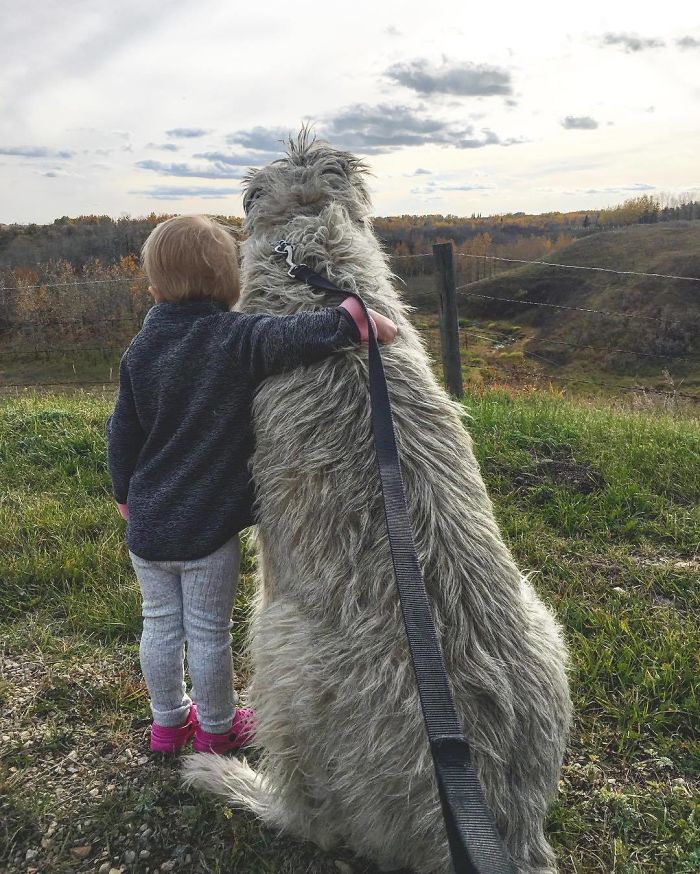 Kutyamustra - elképesztő mekkorára nőhet egy ír farkaskutya!