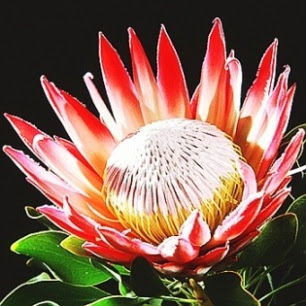 Protea virag.jpg