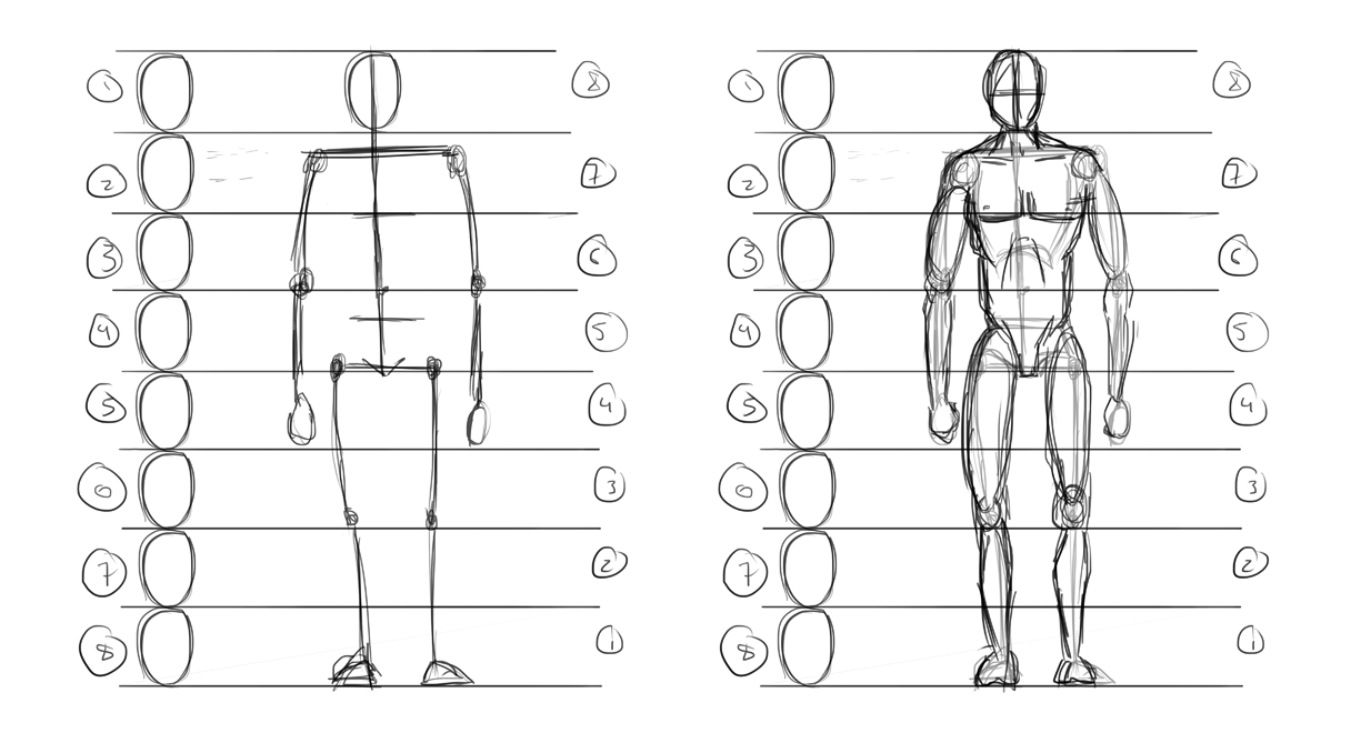 human_proportions.png