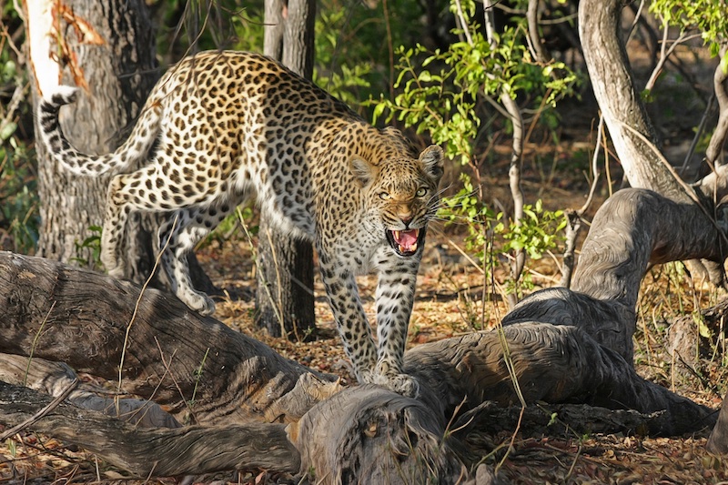 leopard-wildcat-big-cat-botswana-46790.jpeg