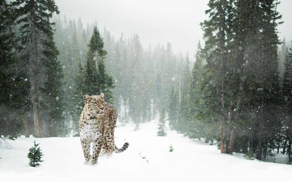 leopard_in_winter.jpeg