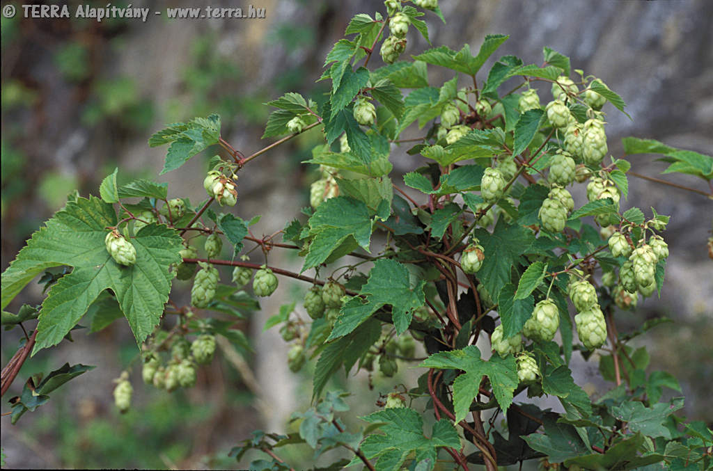 humulus_lupulus_3802.jpg