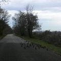 Kacsák az úton