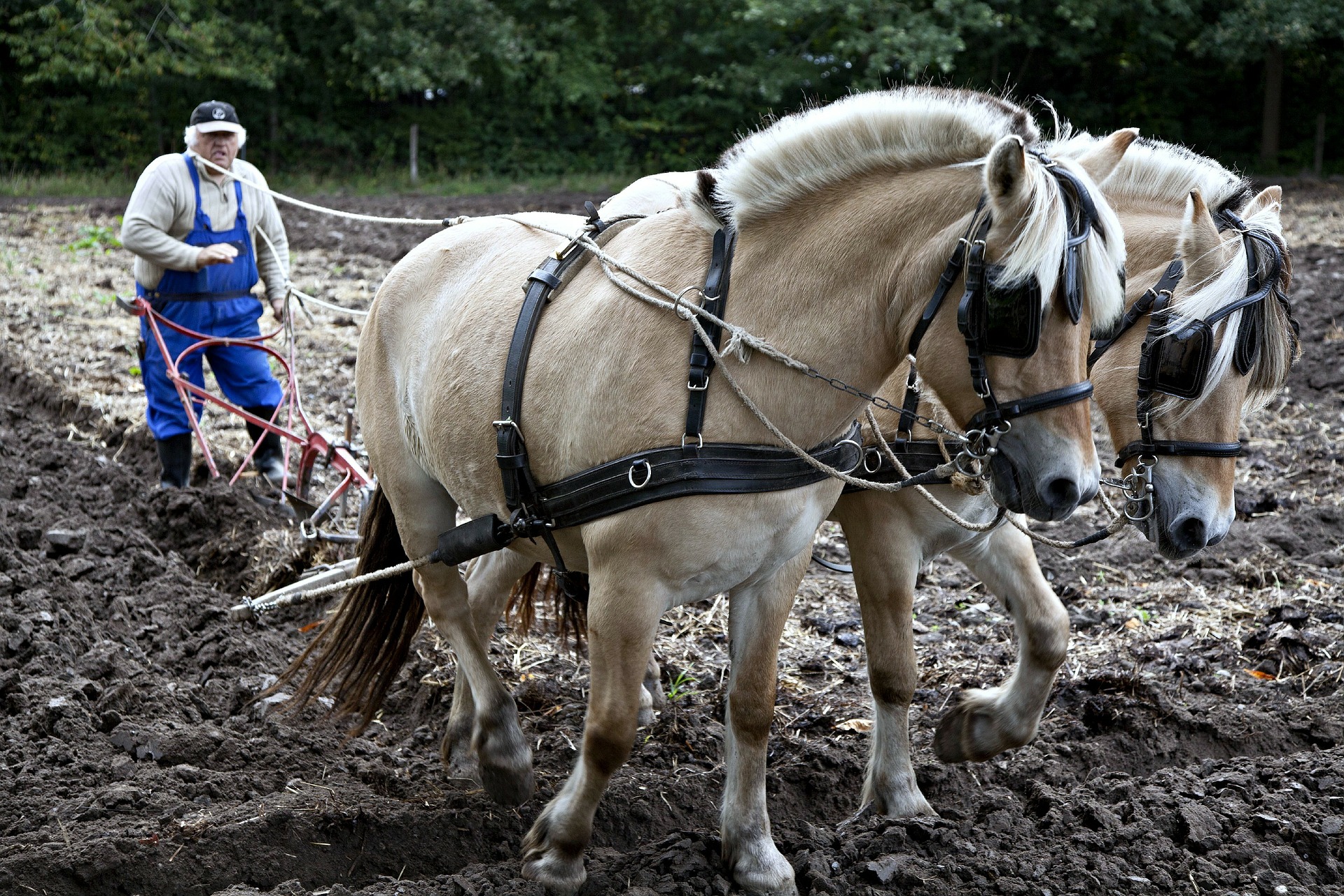 horses-82801_1920.jpg