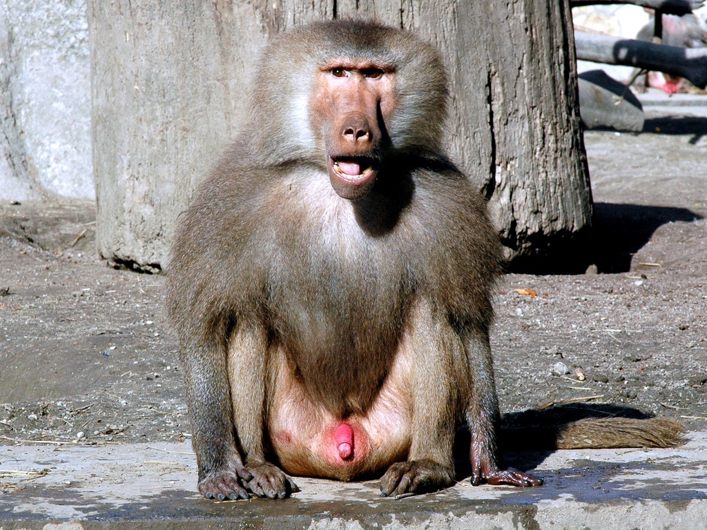 baboon-gay-3.jpg