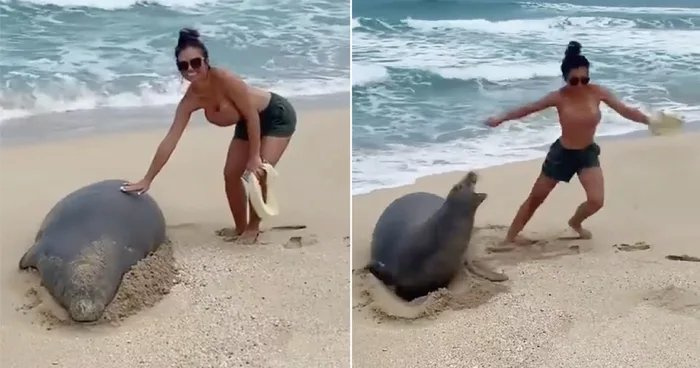 couple-fined-for-touching-endangered-seal-during-their-honeymoon-in-hawaii.jpg