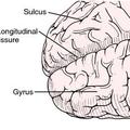 Az agy részei: gyrus