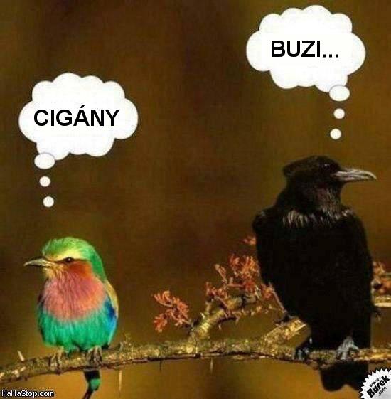 madar_cigany_buzi.jpg