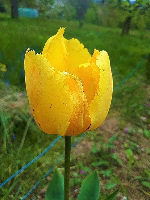 sarga_tulipan-2.jpg