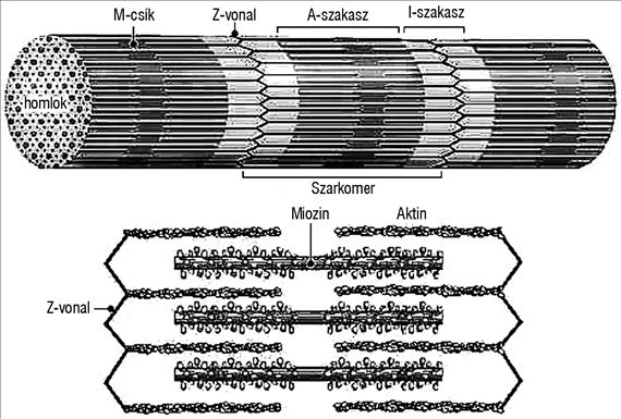 aktin_miozin3.jpg