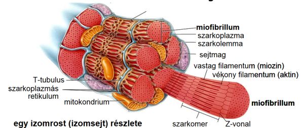 izomrost.jpg